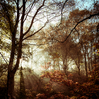 Buy canvas prints of Autumn woodland sunlight by Andrew Kearton