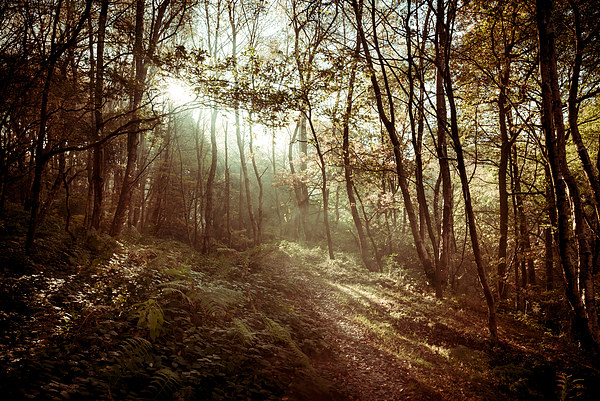  Sunlight on the woodland path Picture Board by Andrew Kearton