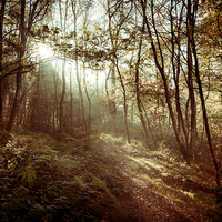 Buy canvas prints of  Sunlight on the woodland path by Andrew Kearton