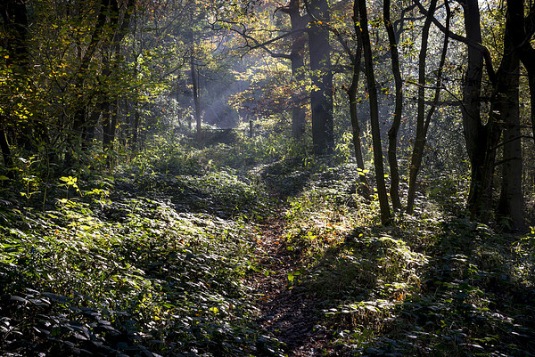  Path through an autumn woodland Picture Board by Andrew Kearton