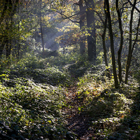 Buy canvas prints of  Path through an autumn woodland by Andrew Kearton