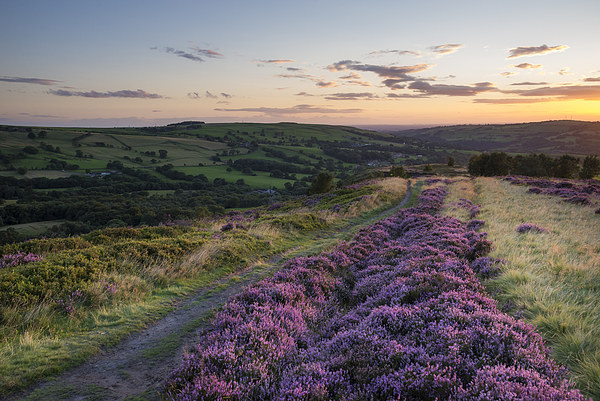  Purple Heather on a summer evening Picture Board by Andrew Kearton