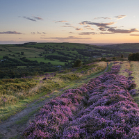 Buy canvas prints of  Purple Heather on a summer evening by Andrew Kearton