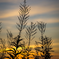 Buy canvas prints of  Willowherb silhouette at sunset by Andrew Kearton