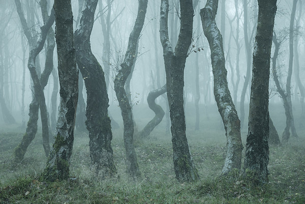  Bendy Birches in autumn mist Picture Board by Andrew Kearton
