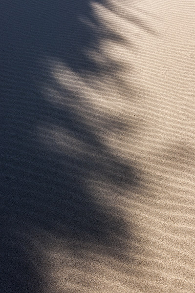 Shadows on the sand Picture Board by Andrew Kearton