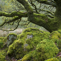 Buy canvas prints of  Mossy Oak at Ty Canol, Pembrokeshire by Andrew Kearton