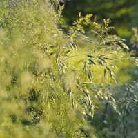 Buy canvas prints of  Green summer grasses by Andrew Kearton