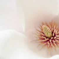 Buy canvas prints of  Soft Floral by Andrew Kearton