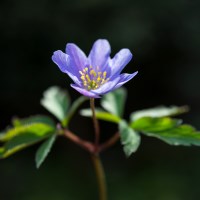 Buy canvas prints of Blue Anemone by Andrew Kearton