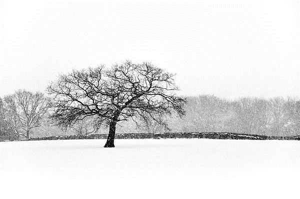Oak tree in the Snow Picture Board by Andrew Kearton