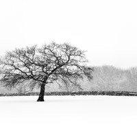 Buy canvas prints of Oak tree in the Snow by Andrew Kearton