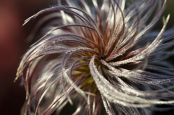 Soft and silky seed head Picture Board by Andrew Kearton