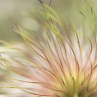Buy canvas prints of Natural softness by Andrew Kearton