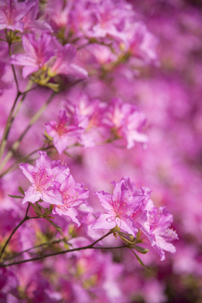 Bright pink Azalea blooms Picture Board by Andrew Kearton