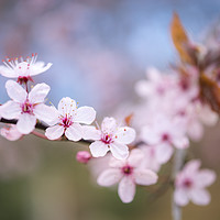 Buy canvas prints of Delicate spring bossom by Andrew Kearton