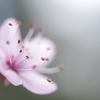 Buy canvas prints of Single pink blossom by Andrew Kearton