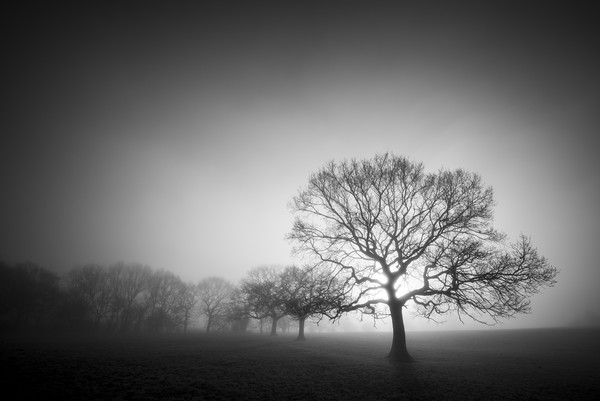 English Oaks in morning mist Picture Board by Andrew Kearton
