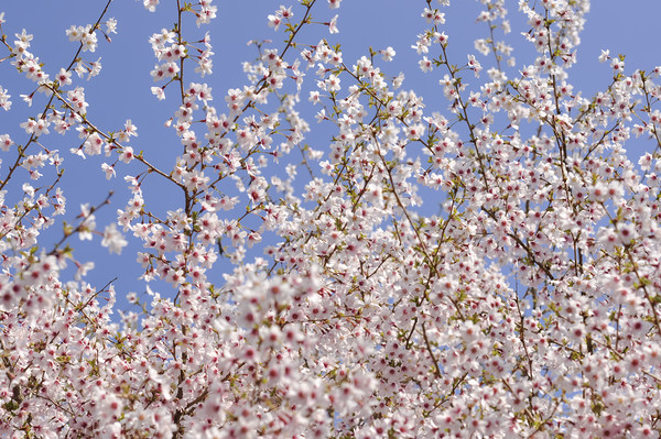 Cherry blossom and blue sky Picture Board by Andrew Kearton