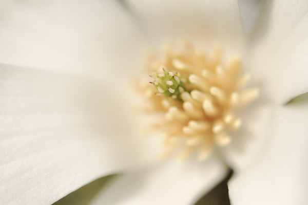 Creamy white Magnolia Picture Board by Andrew Kearton