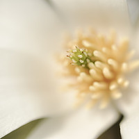 Buy canvas prints of Creamy white Magnolia by Andrew Kearton