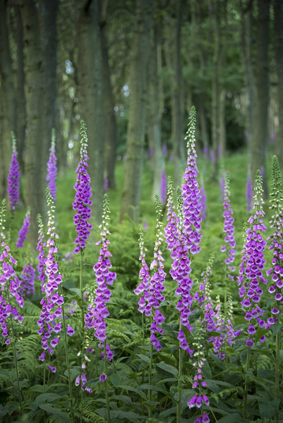 Summer Foxgloves in the woods Picture Board by Andrew Kearton