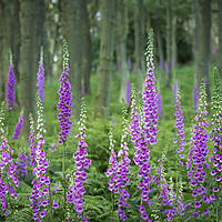 Buy canvas prints of Summer Foxgloves in the woods by Andrew Kearton