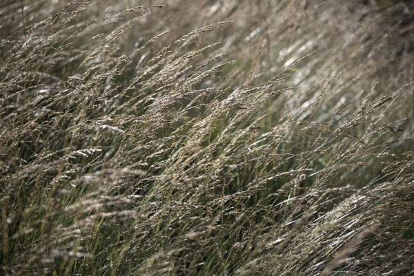 Fine moorland grasses Picture Board by Andrew Kearton