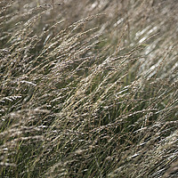 Buy canvas prints of Fine moorland grasses by Andrew Kearton