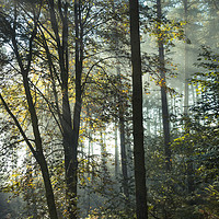 Buy canvas prints of Enchanted forest by Andrew Kearton