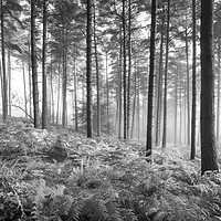 Buy canvas prints of Morning in the forest by Andrew Kearton
