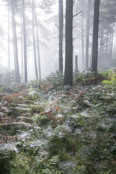 Dewy webs in the forest  Picture Board by Andrew Kearton