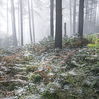 Buy canvas prints of Dewy webs in the forest  by Andrew Kearton