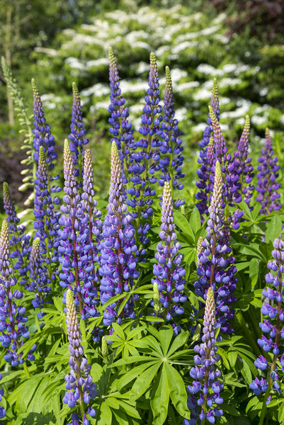 Blue Lupins in a summer garden Picture Board by Andrew Kearton