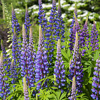 Buy canvas prints of Blue Lupins in a summer garden by Andrew Kearton