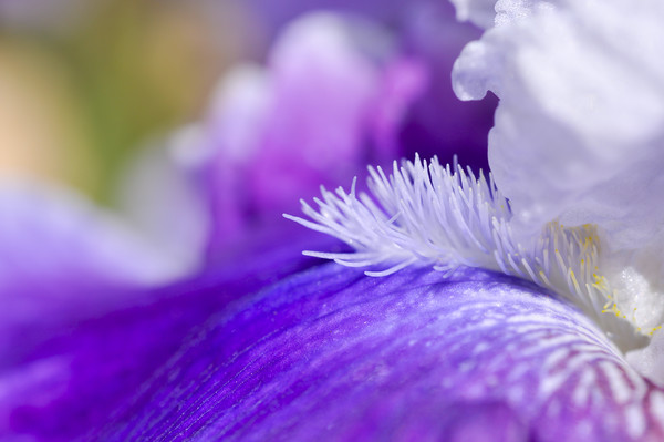 Purple bearded Iris Picture Board by Andrew Kearton