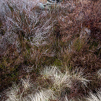 Buy canvas prints of Textures in a moorland landscape by Andrew Kearton