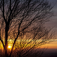 Buy canvas prints of Birch tree branches at sunset by Andrew Kearton