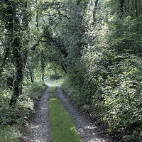 Buy canvas prints of Path through the green woods by Andrew Kearton