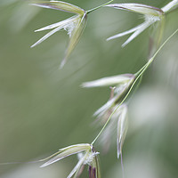 Buy canvas prints of Flowering grasses by Andrew Kearton