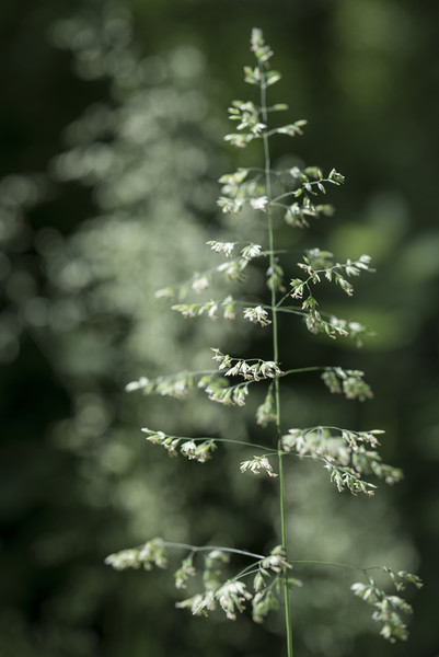 Delicate summer grasses Picture Board by Andrew Kearton