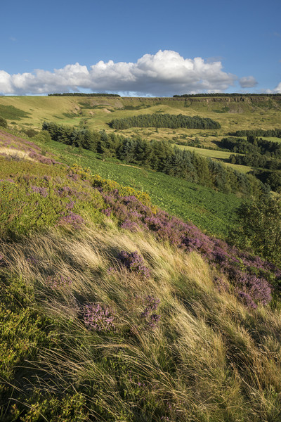 Coombes edge in summer Picture Board by Andrew Kearton