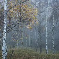 Buy canvas prints of Mysterious mist in the woods by Andrew Kearton