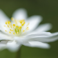 Buy canvas prints of Pure white Anemone by Andrew Kearton