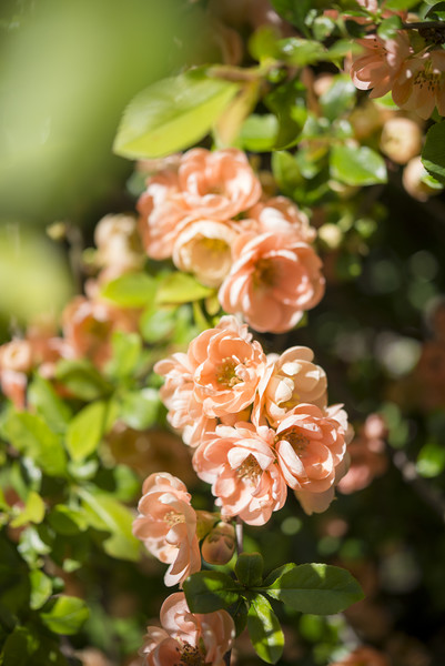 Peachy spring blossoms Picture Board by Andrew Kearton
