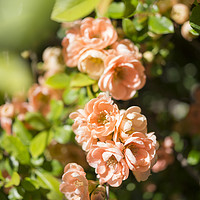 Buy canvas prints of Peachy spring blossoms by Andrew Kearton