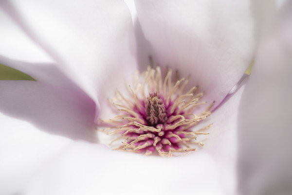 Pale pink Magnolia Picture Board by Andrew Kearton