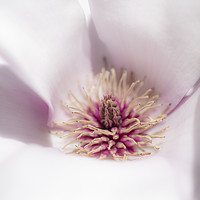 Buy canvas prints of Pale pink Magnolia by Andrew Kearton