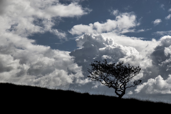 Lone tree and big clouds Picture Board by Andrew Kearton