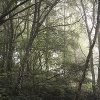 Buy canvas prints of Soft morning light in the woods by Andrew Kearton